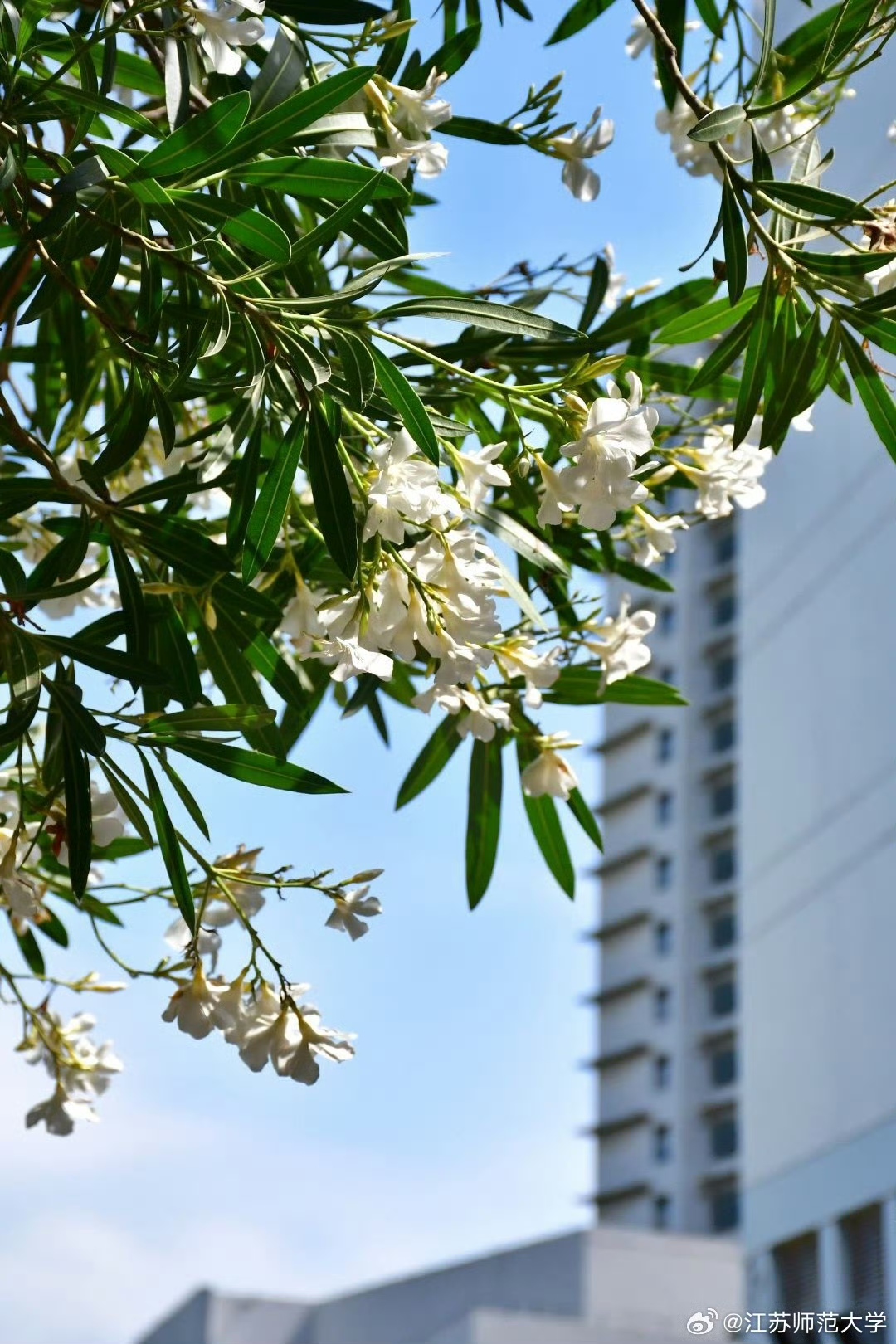 风与树，都是苏师浪漫