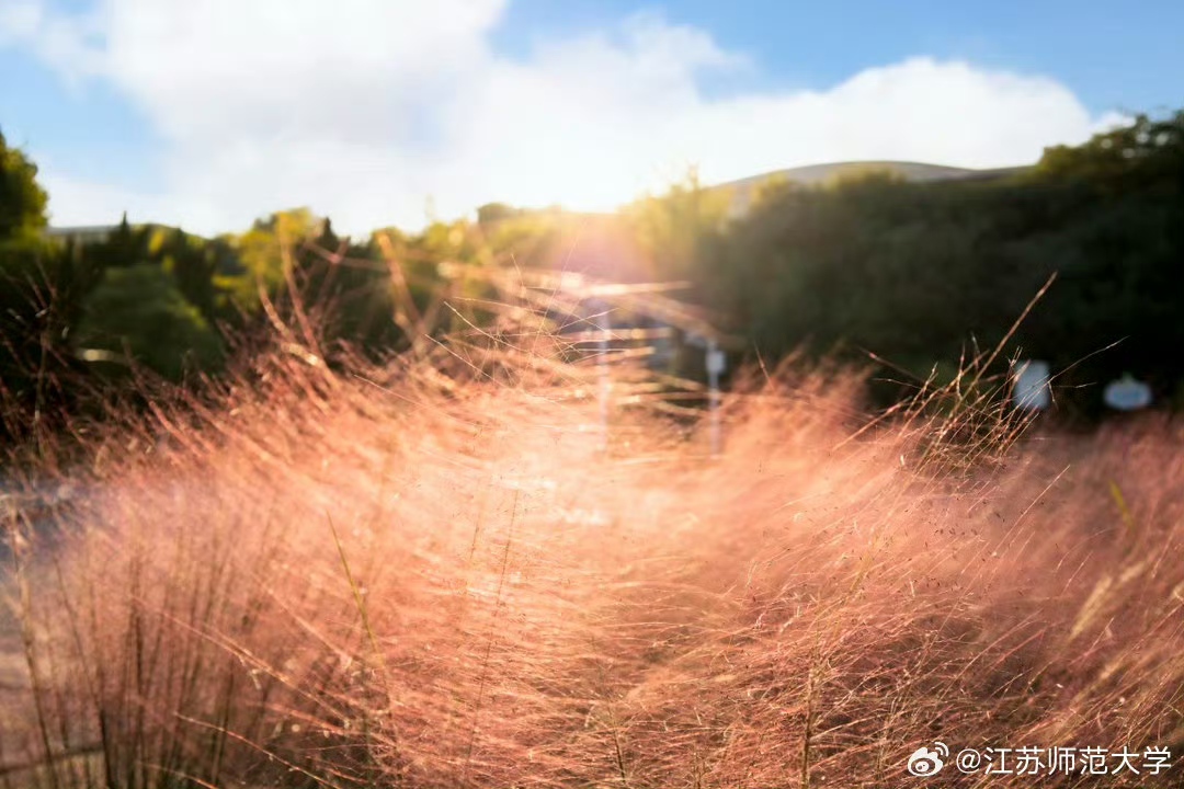 花在风里醒来，书页在光里翻开。